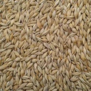 Árpa, horgászmagként. Búza helyet,, mert a búza szétrúgja a mixed.